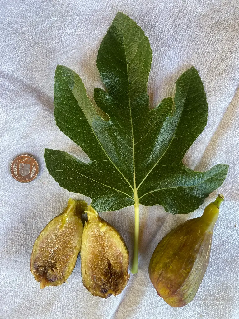 Figuier Madeleine des deux saisons