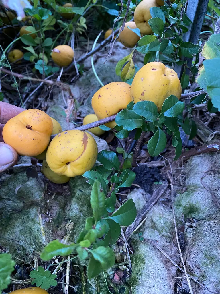 Cognassier du Japon Cido