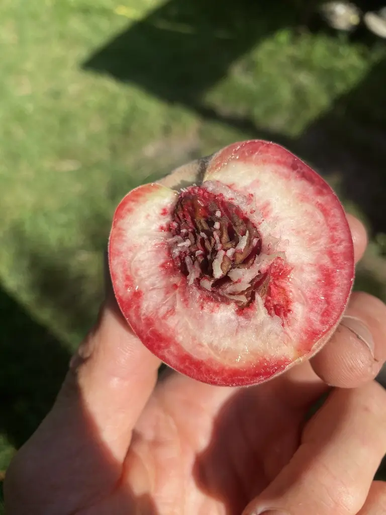 Pêcher de vigne Blanche