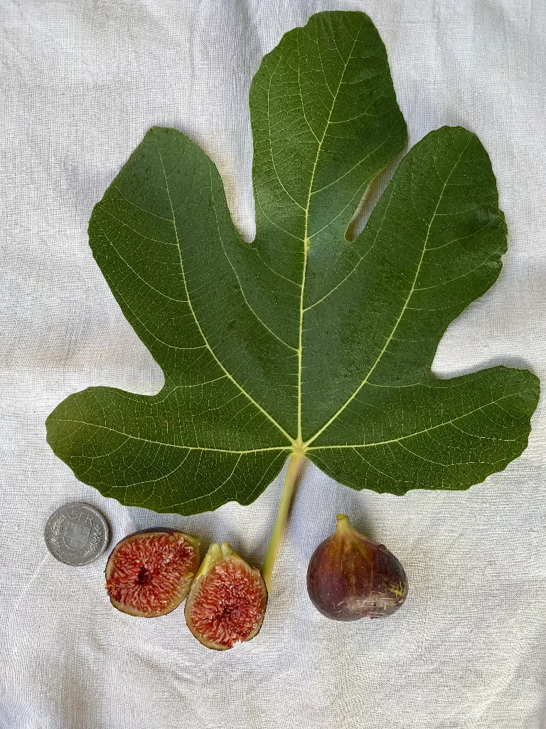 Figuier Ronde de Bordeaux
