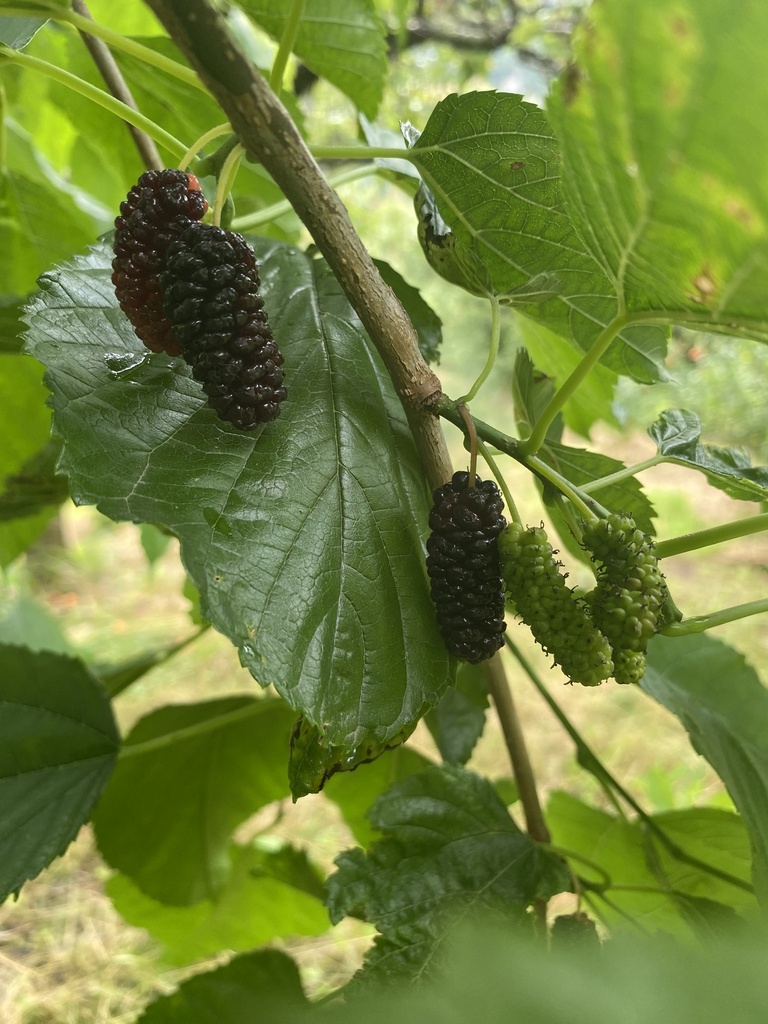 Mûrier blanc à fruits noirs