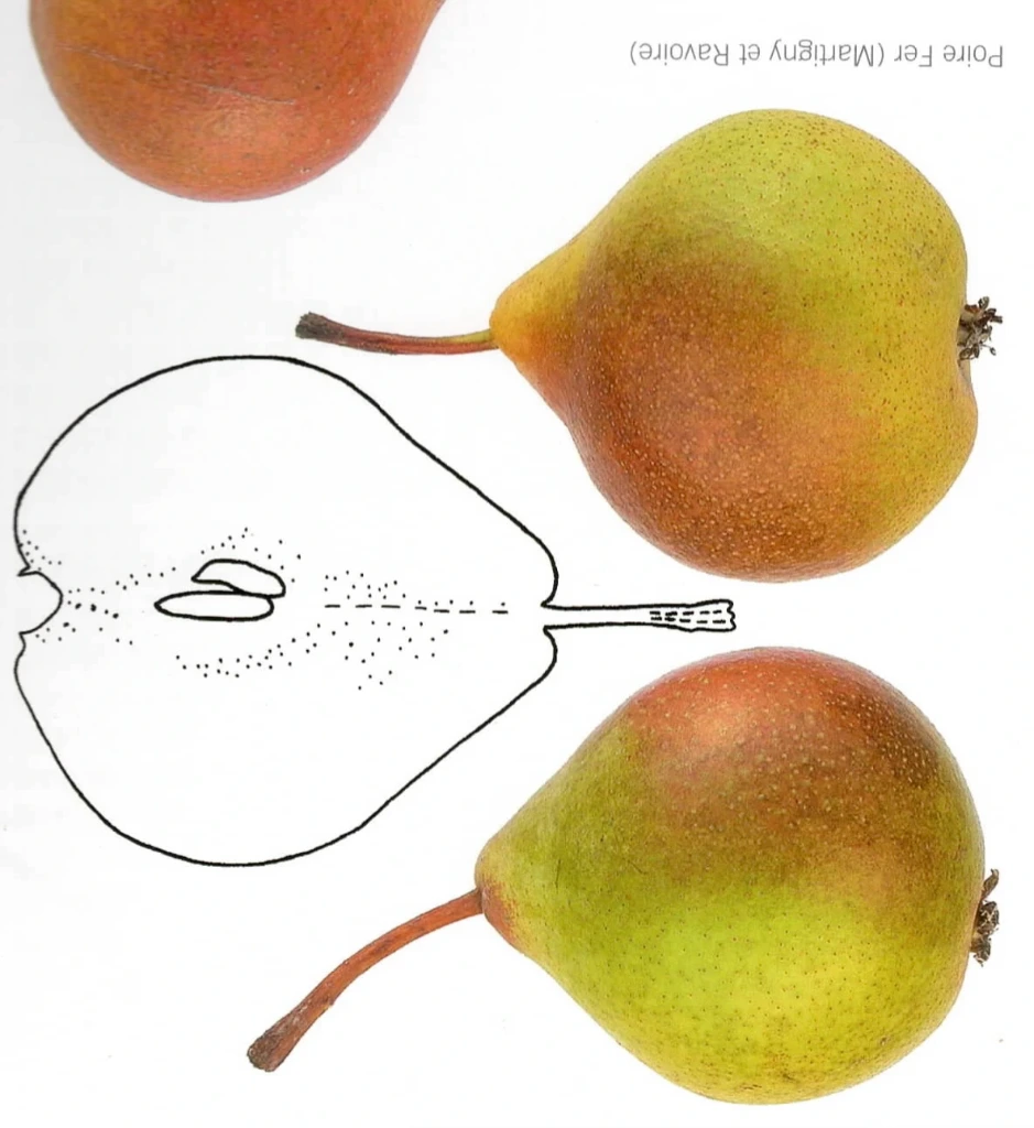 Poirier Poire de Fer