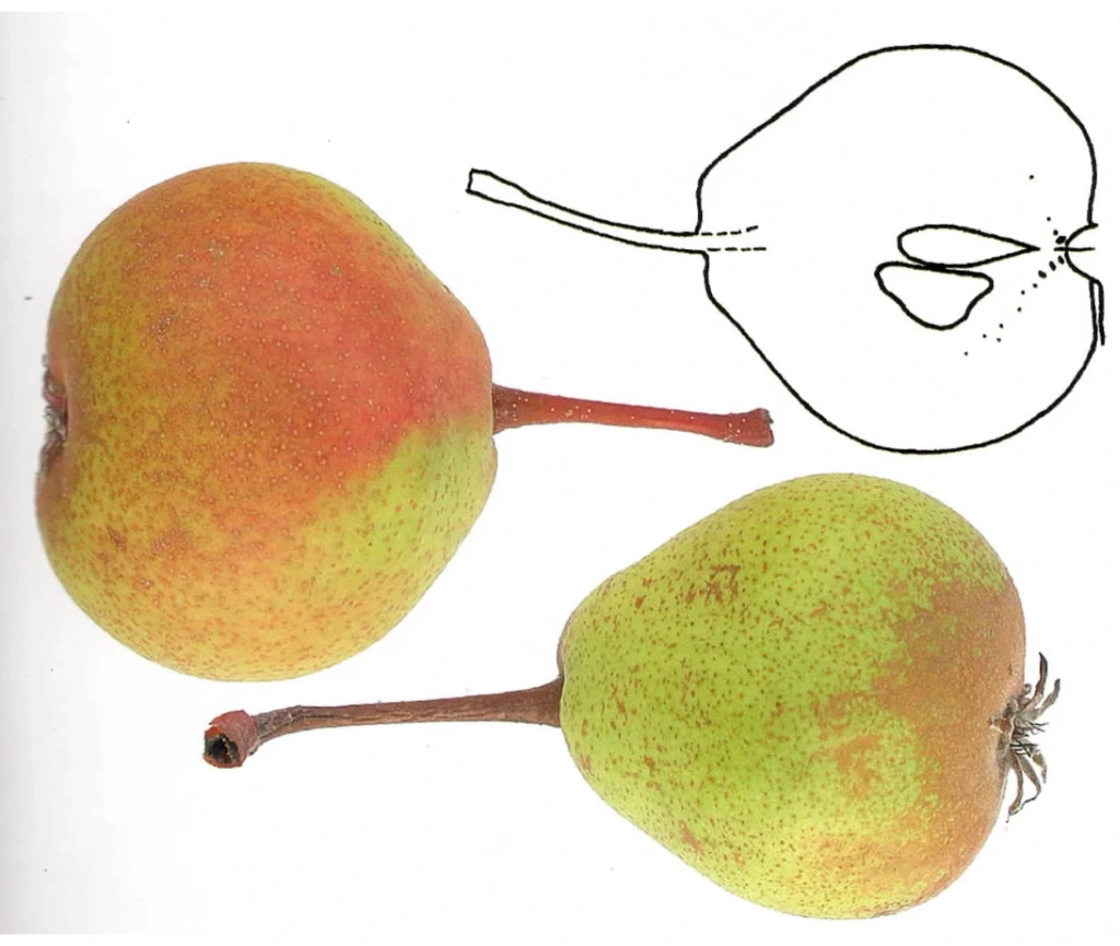 Poirier Epine