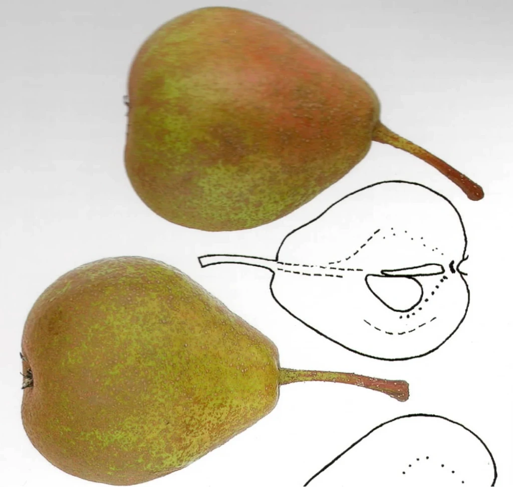 Poirier Fernatte