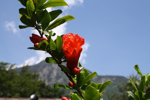 Grenadier Parfianca