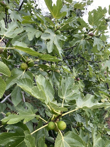 Figuier Madeleine des deux saisons