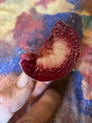 Pêcher de vigne à chair rouge