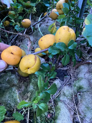 Cognassier du Japon Cido