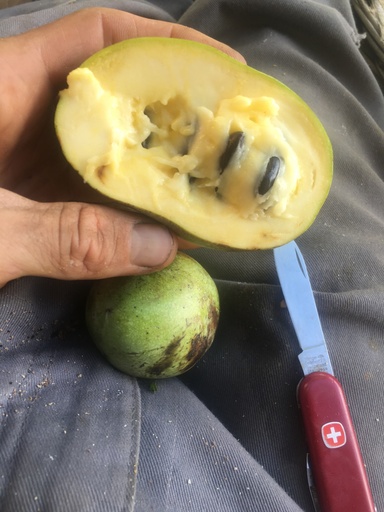 Asiminier