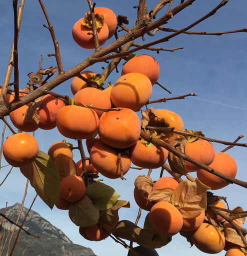 Kaki Muscat