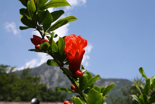 Grenadier de Provence